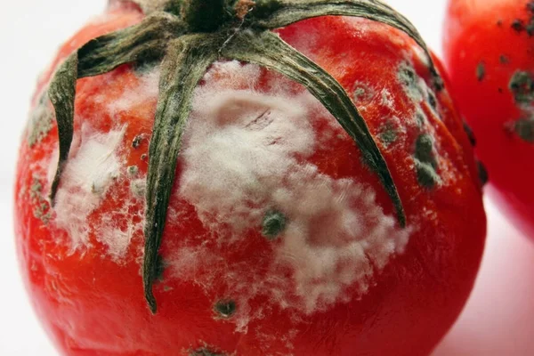 The tomato is red spoiled on a white background. Mold close-up. Spoiled tomato. Tomato with mould.
