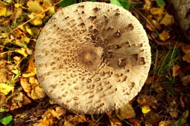 Mantar tedavi edilmemiş. Yukarıdan sarı çimenlerin arka planına bak. Sonbahar