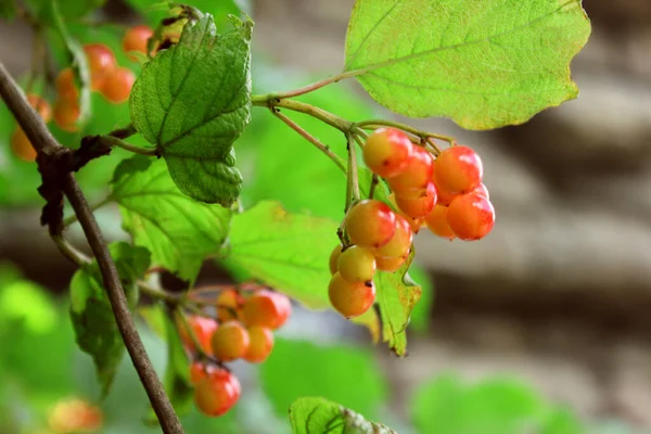 Branch Unripe Red Currants Garden Front Background Blurred Blurred Background — Stock Photo, Image