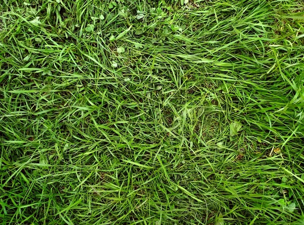 Yeşil çimen arka plan, taze yeşil çimen, yeşil çimen dokusu, güzel yeşil çimenlere yakın. Ot buruşmuş. Bakımsız çim. Doku. Boşluğu kopyala.