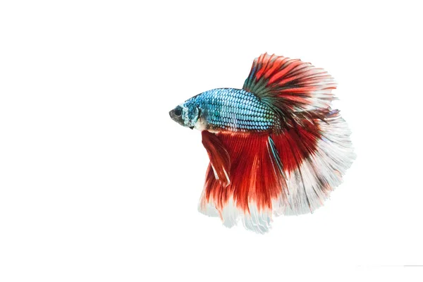 Daha iyi balık, Siyam mücadele balık, Betta Splendens (Halfmoon betta) beyaz arka plan üzerinde izole