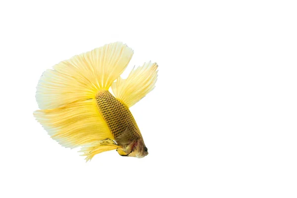 Elszigetelt fekete alapon sárga betta hal. — Stock Fotó