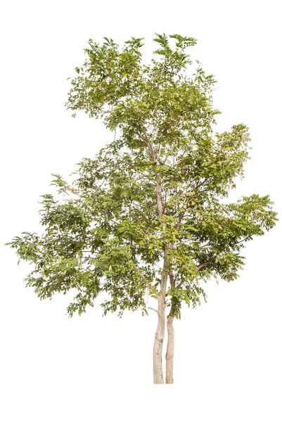 Drzewa odizolowane na białym tle — Zdjęcie stockowe