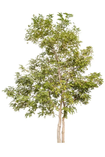 Alberi isolati su sfondo bianco — Foto Stock