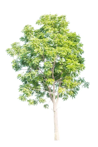 Bomen geïsoleerd op witte achtergrond — Stockfoto