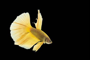 siyah arka plan üzerine izole sarı daha iyi balık.