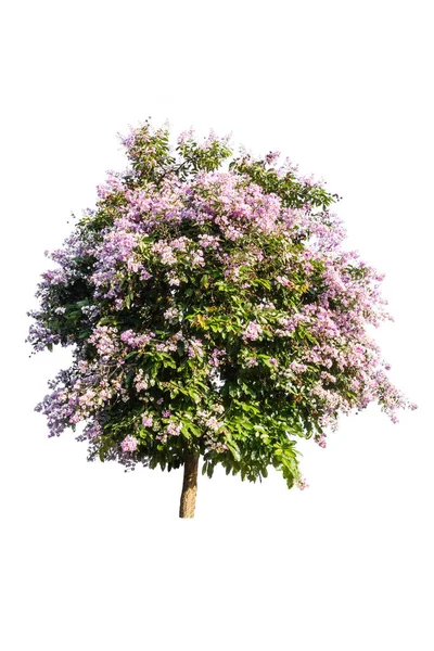 Árvore roxa (Lagerstroemia) isolado em fundo branco — Fotografia de Stock