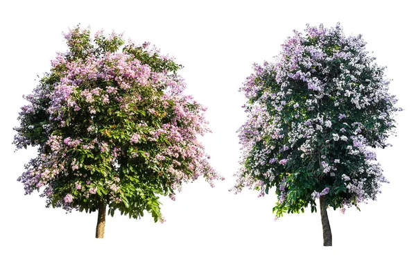 Фиолетовое дерево (Lagerstroemia) на белом фоне — стоковое фото