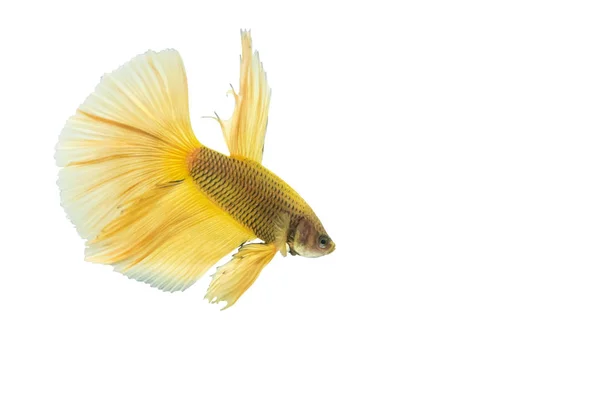 Yellow betta fish isolated on black background. — Stock Photo, Image