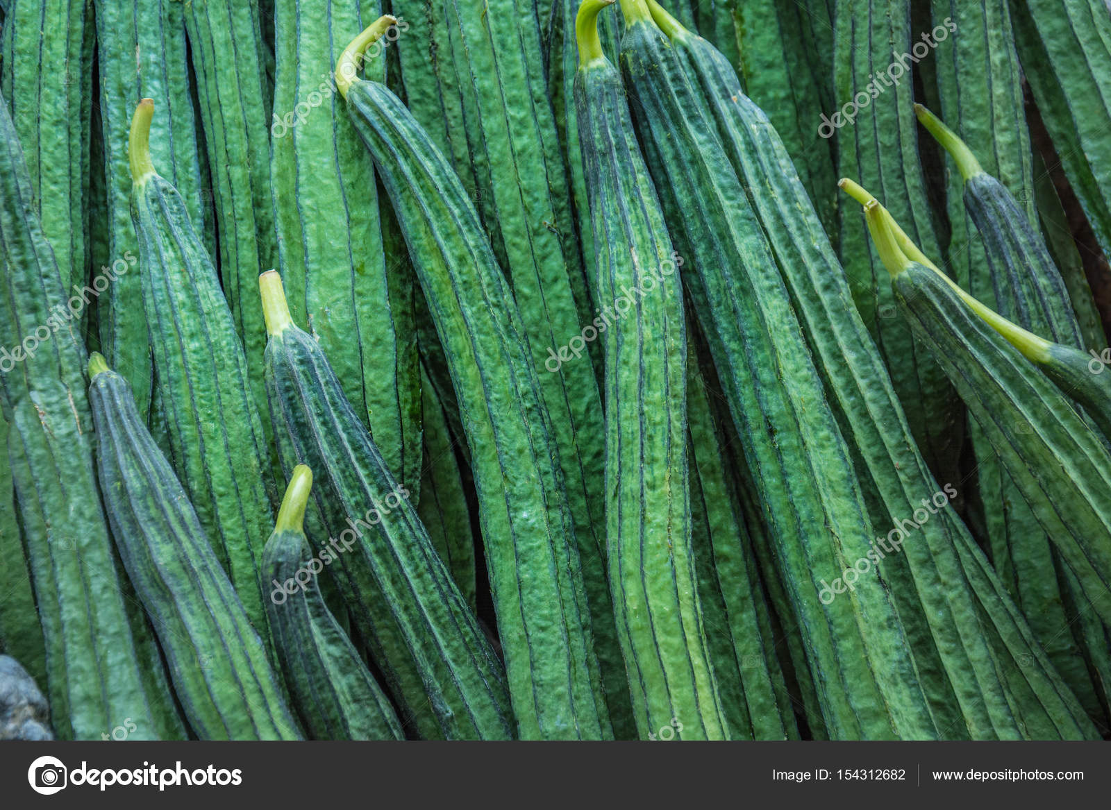 新鲜的斜角丝瓜,棱形葫芦(丝瓜acutangula 和。),蔬菜为背景 ...