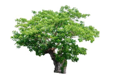 Beyaz arkaplanda izole edilmiş ağaçlar