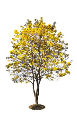 Altın ağaç, sarı çiçek ağacı, beyaz arka planda izole edilmiş tabebuia.