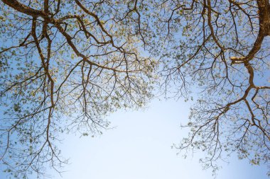 Ağaç seviyesinde, atışa görünümünü. Arka plan sonbahar - mavi gökyüzü manzara ile sonbaharda bir ağacın.