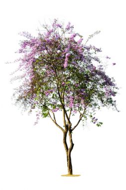 Beyaz arka plan üzerinde izole ağaç (Lagerstroemia speciosa)