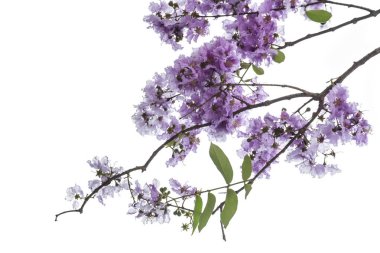 Beyaz arka plan üzerinde izole taze mor çiçek