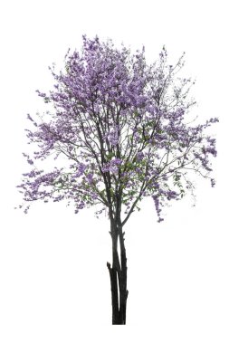 Beyaz arka plan üzerinde izole mor ağaç (Lagerstroemia)
