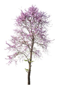 Beyaz arka plan üzerinde izole mor ağaç (Lagerstroemia)