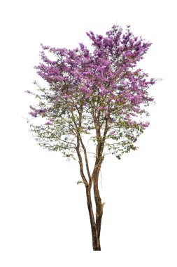 Beyaz arka plan üzerinde izole mor ağaç (Lagerstroemia)