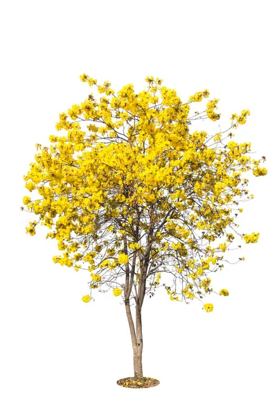 Arbre doré, arbre à fleurs jaunes, tabebuia isolé sur fond blanc — Photo