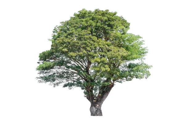 Baum isoliert auf weißem Hintergrund — Stockfoto