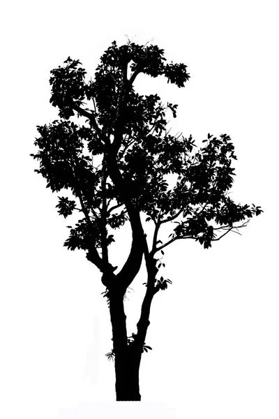 Silhouette di albero isolato su sfondo bianco — Foto Stock
