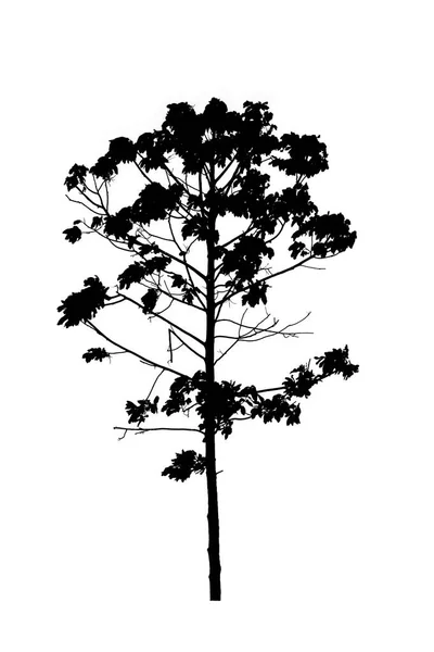Beyaz arkaplanda izole edilmiş ağaç silueti — Stok fotoğraf