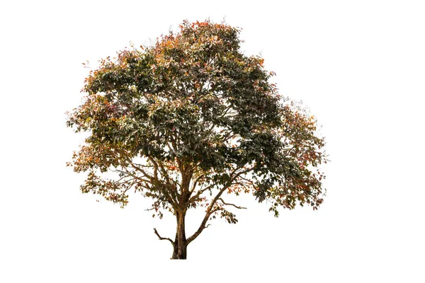 Árbol grande en otoño aislado sobre fondo blanco — Foto de Stock