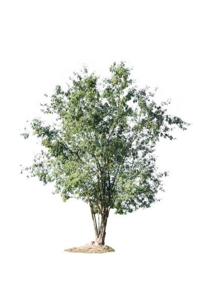 Árbol aislado sobre fondo blanco — Foto de Stock