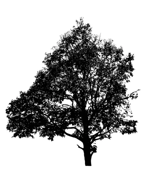 Silhouette di albero isolato su sfondo bianco — Foto Stock