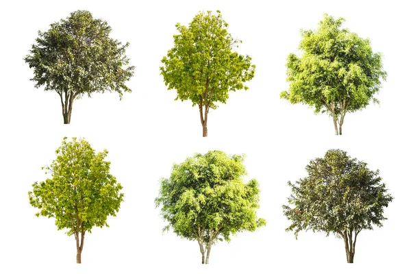 Conjunto de árvores isoladas sobre fundo branco — Fotografia de Stock