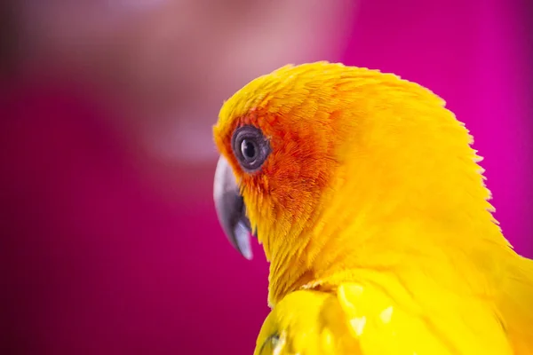 Cabeça close-up de Sun Conure, o belo pássaro papagaio amarelo e laranja com penas agradáveis — Fotografia de Stock