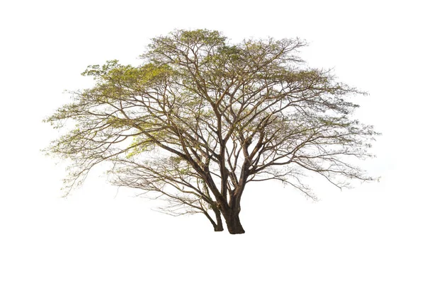 Árbol aislado sobre fondo blanco — Foto de Stock