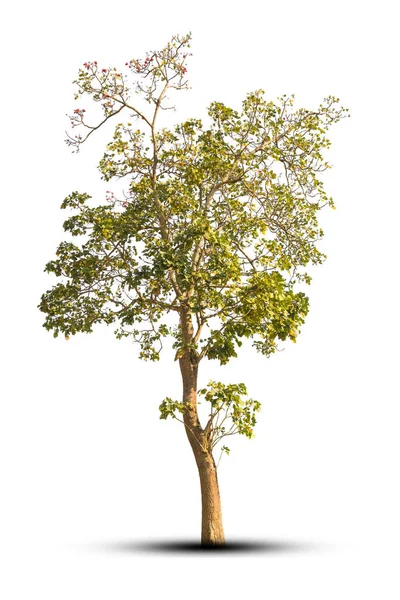 Árbol aislado sobre fondo blanco — Foto de Stock