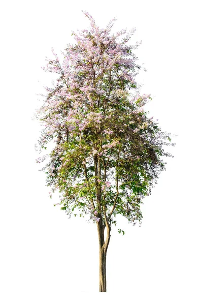 Árvore (Lagerstroemia speciosa) isolada sobre fundo branco — Fotografia de Stock