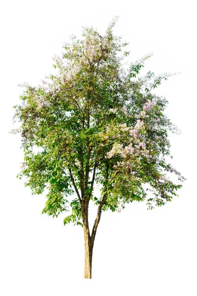 Strom (Lagerstroemia speciosa) izolované na bílém pozadí — Stock fotografie