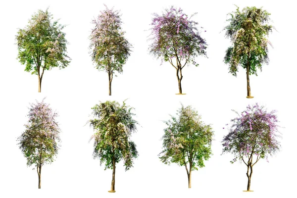 Beyaz backgro izole ağaç (Lagerstroemia speciosa) kümesi