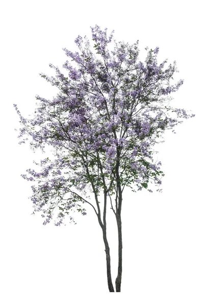白い背景に分離された紫色のツリー (サルスベリ) — ストック写真