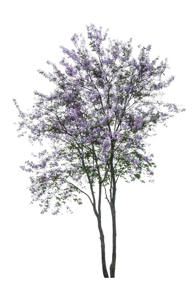 Albero viola (Lagerstroemia) isolato su sfondo bianco — Foto Stock