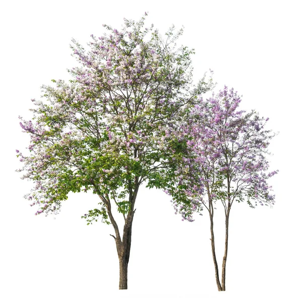 Beyaz arka plan üzerinde izole mor ağaç (Lagerstroemia)
