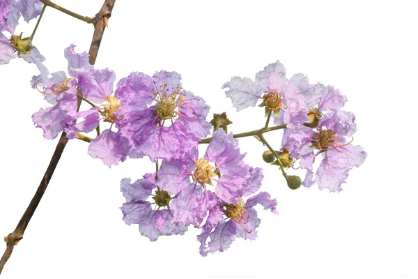 Flor púrpura fresca aislada sobre fondo blanco —  Fotos de Stock