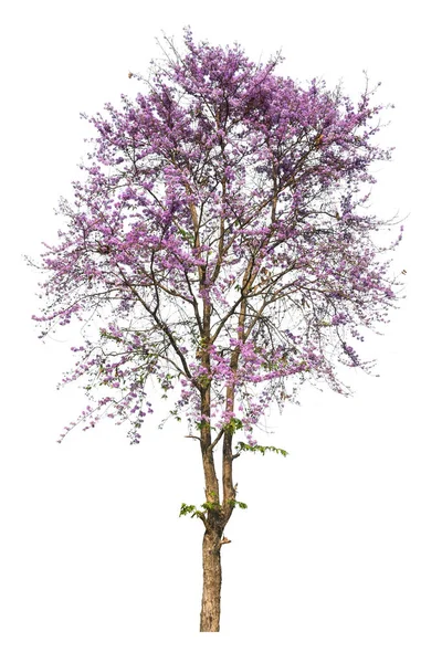 Árbol púrpura (Lagerstroemia) aislado sobre fondo blanco — Foto de Stock