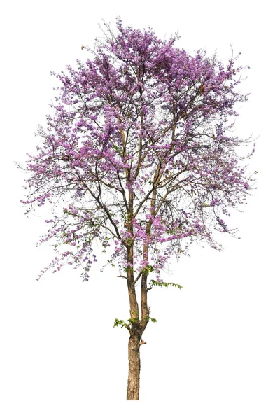 Paarse boom (Lagerstroemia) geïsoleerd op witte achtergrond — Stockfoto