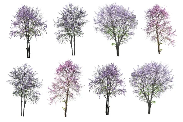 Beyaz arka plan üzerinde izole mor ağaç (Lagerstroemia)