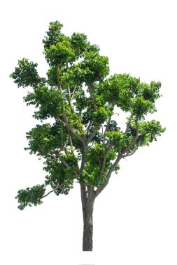 Beyaz arkaplanda izole edilmiş ağaç 