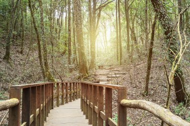 derin orman ve gecenin parlayan ışık ahşap köprü