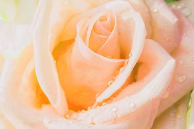 Arka plan için pembe Gül çiçek