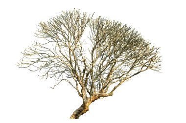 Beyaz arka plan üzerinde izole Plumeria ağaç (frangipani ağaçların).