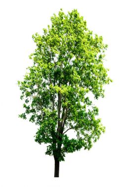 Beyaz arkaplanda izole edilmiş ağaçlar