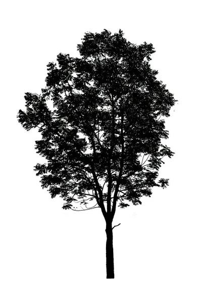 Silhouette of tree isolated on white background — Stock Photo, Image