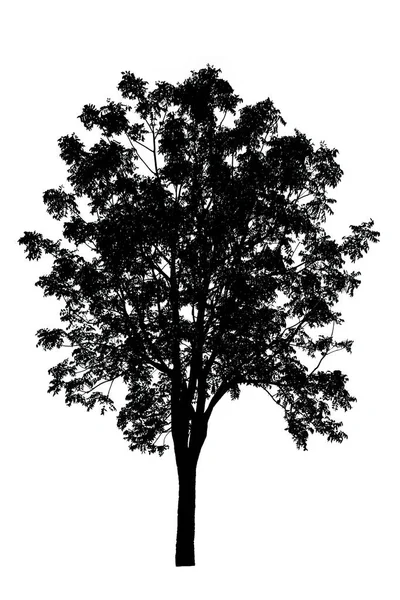Silhouette of tree isolated on white background — Stock Photo, Image